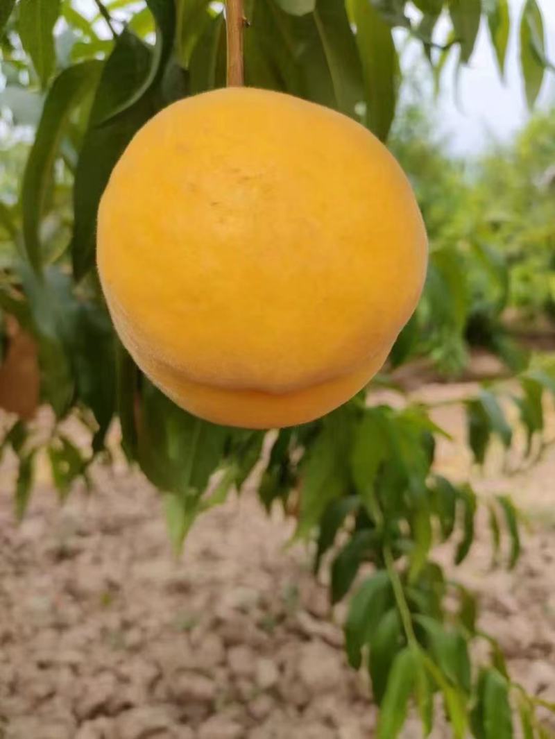 黄桃，红桃