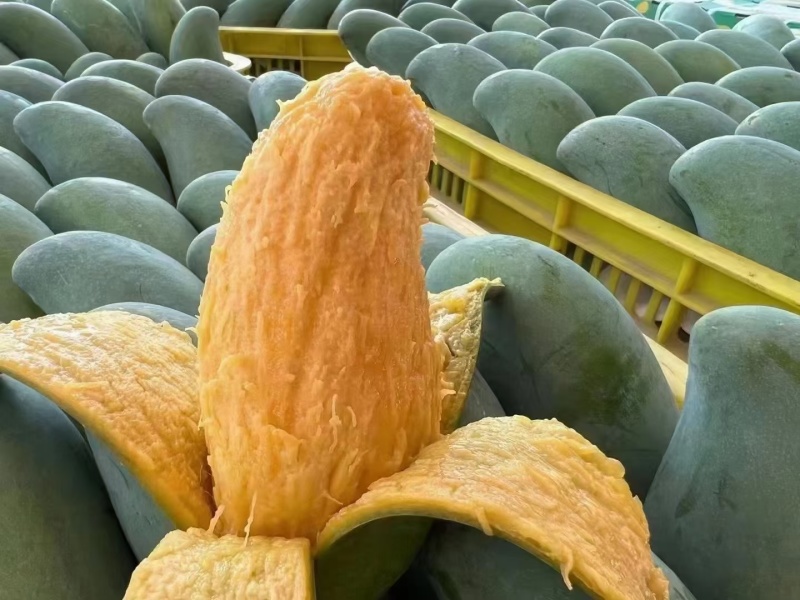 芒果界的爱马仕--桂七
