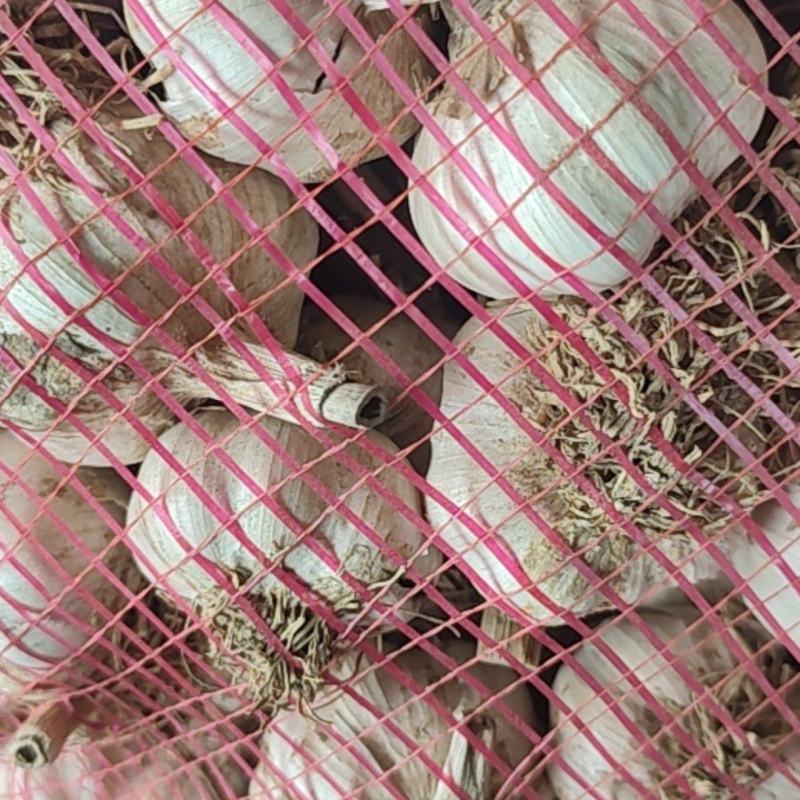 大蒜