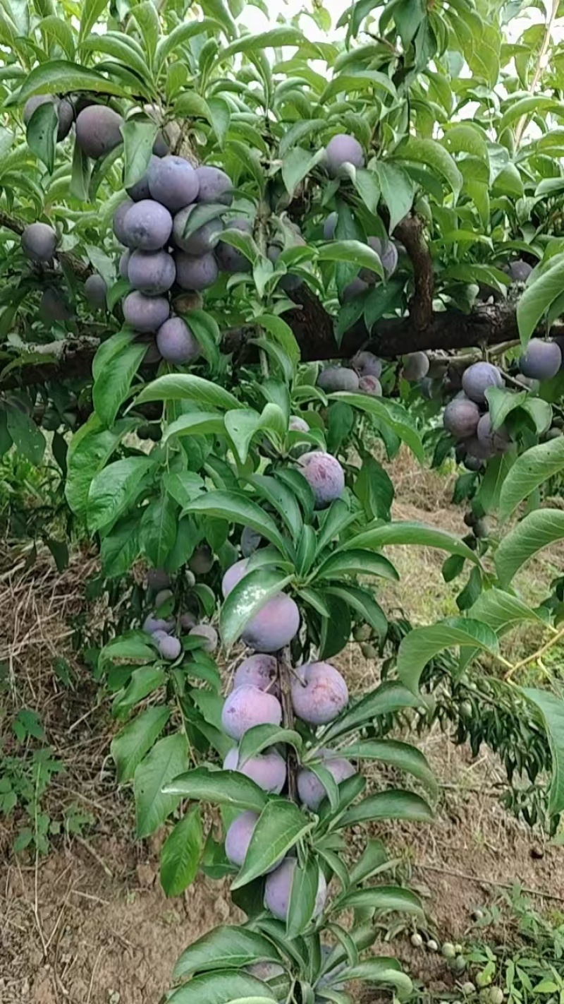 五月脆