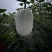 四川省遂宁市蓬溪县荷叶米冬瓜大量有货