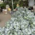 四川省遂宁市蓬溪县荷叶米冬瓜大量有货