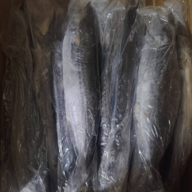 化鲜鲅鱼