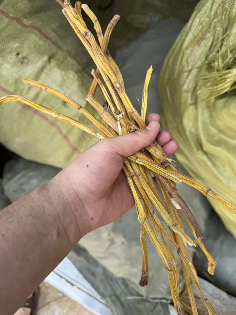 流苏石斛10吨起批，常年大量现
