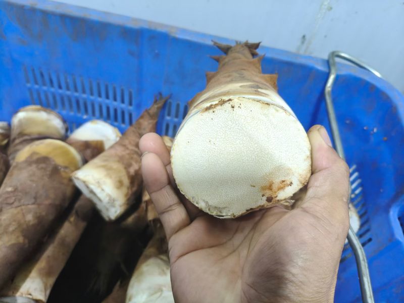 甜笋每天上市供应10吨左右，承接