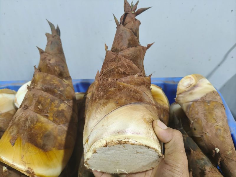 甜笋每天上市供应10吨左右，承接