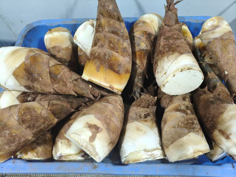 甜笋每天上市供应10吨左右，承接