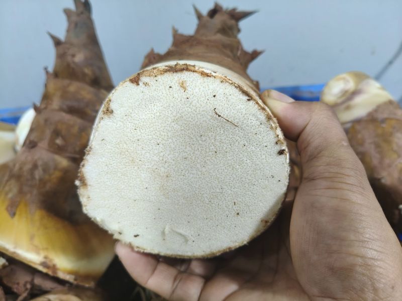 甜笋每天上市供应10吨左右，承接
