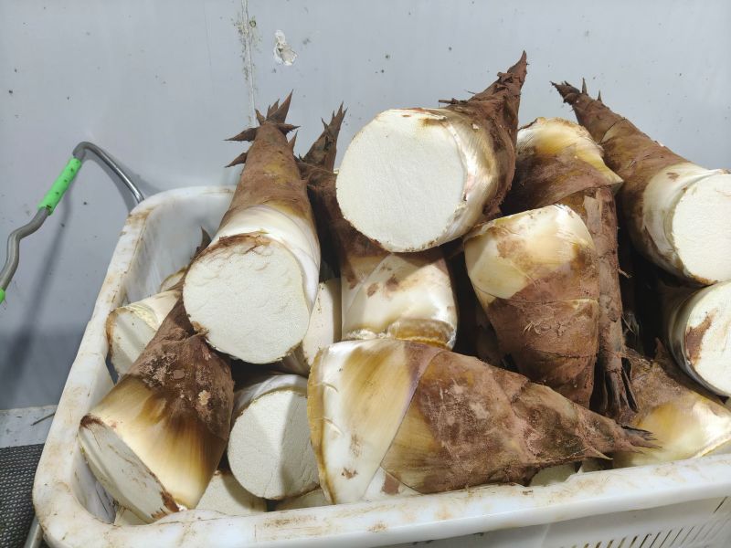 甜笋每天上市供应10吨左右，承接