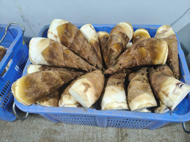 甜笋每天上市供应10吨左右，承接