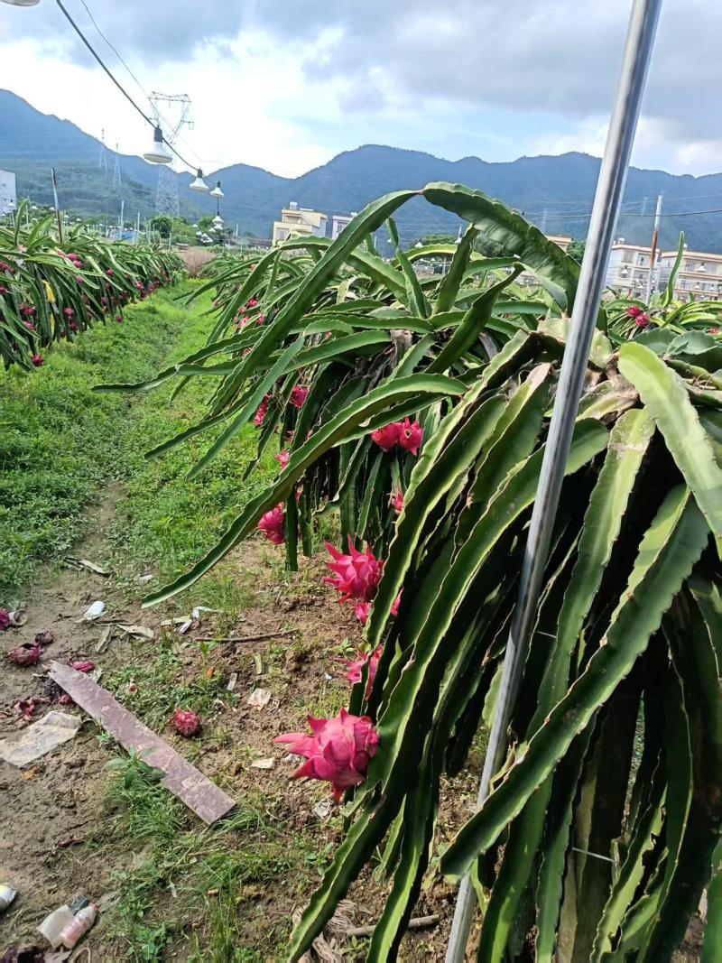 广东阳江红心火龙果，金都1号产地直销，大量通货供应