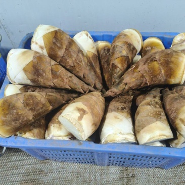 甜笋每天上市供应10吨左右，承接