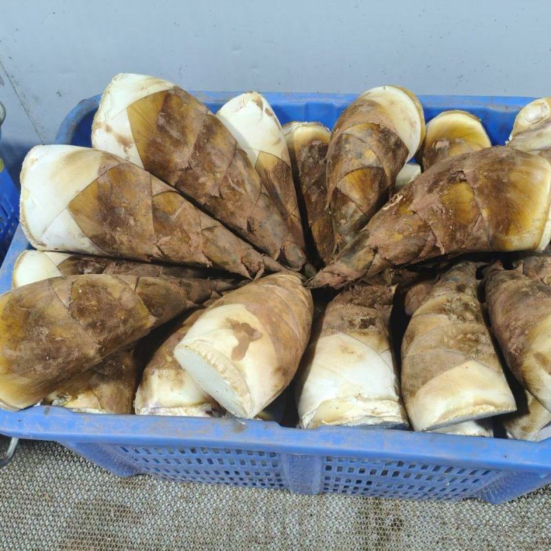 甜笋每天上市供应10吨左右，承接