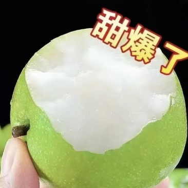 慈溪市周巷镇518苹果梨**上市中-六两以上精品质量