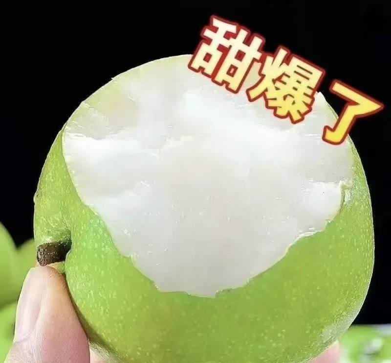 慈溪市周巷镇518苹果梨**上市中-六两以上精品质量
