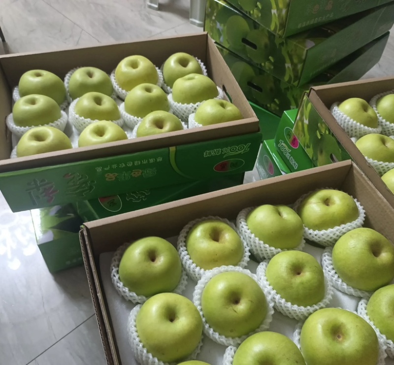 慈溪市周巷镇518苹果梨**上市中-六两以上精品质量