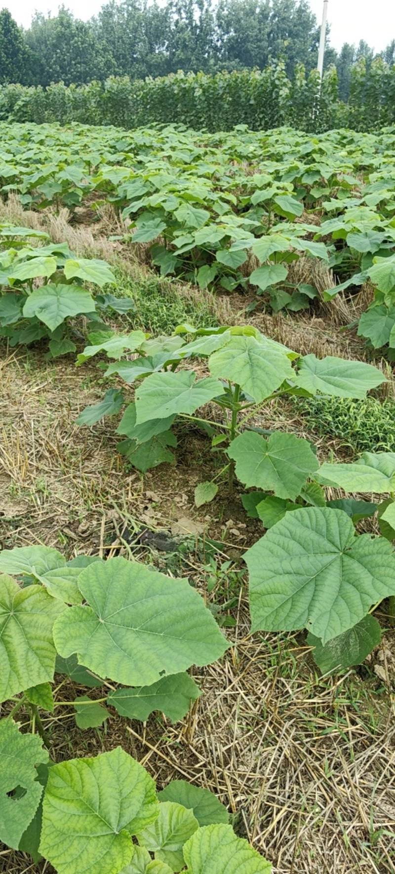 速生紫花泡桐