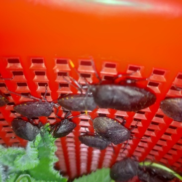 正品大九香虫种虫