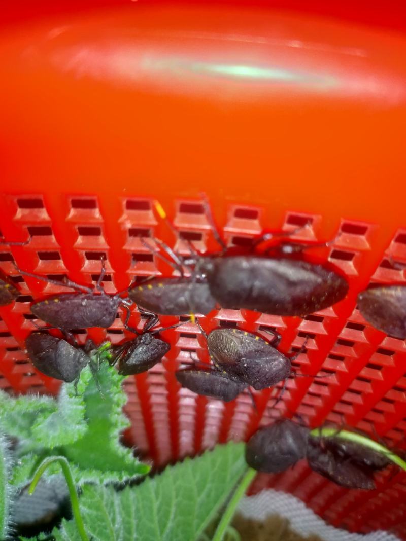 正品大九香虫种虫