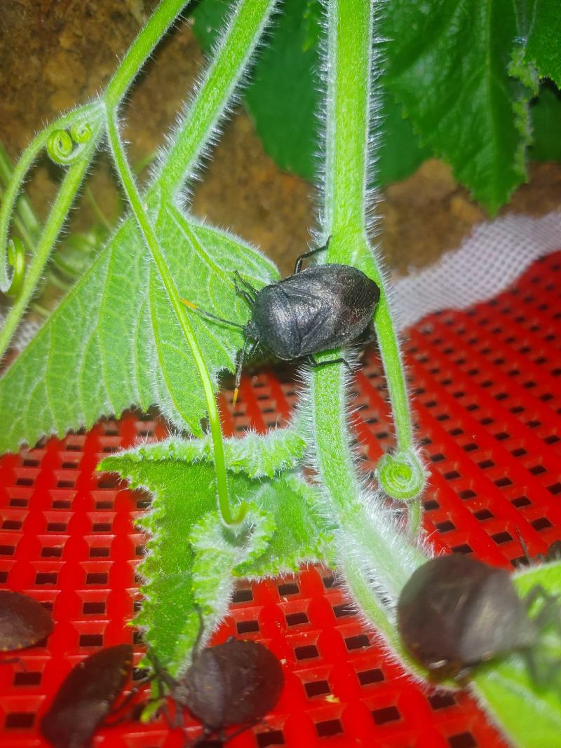 正品大九香虫种虫