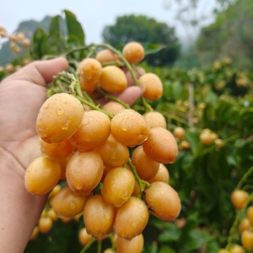 大量广西无籽黄皮果工厂统果，电商果，奶茶黄皮果，一件代发