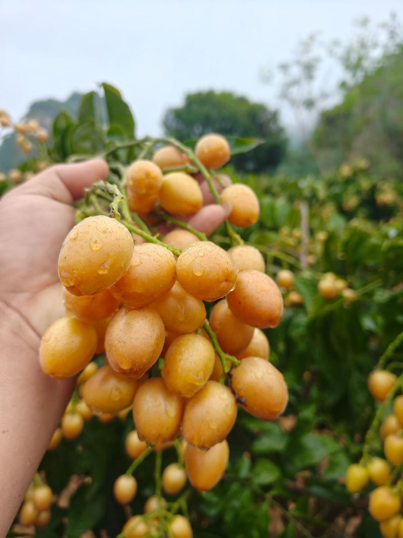 大量广西无籽黄皮果工厂统果，电商果，奶茶黄皮果，一件代发