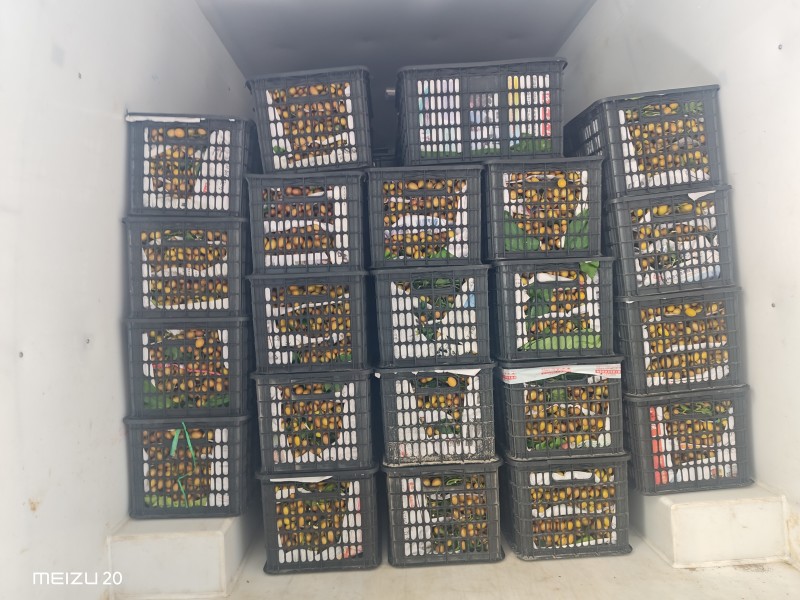 大量广西无籽黄皮果工厂统果，电商果，奶茶黄皮果，一件代发