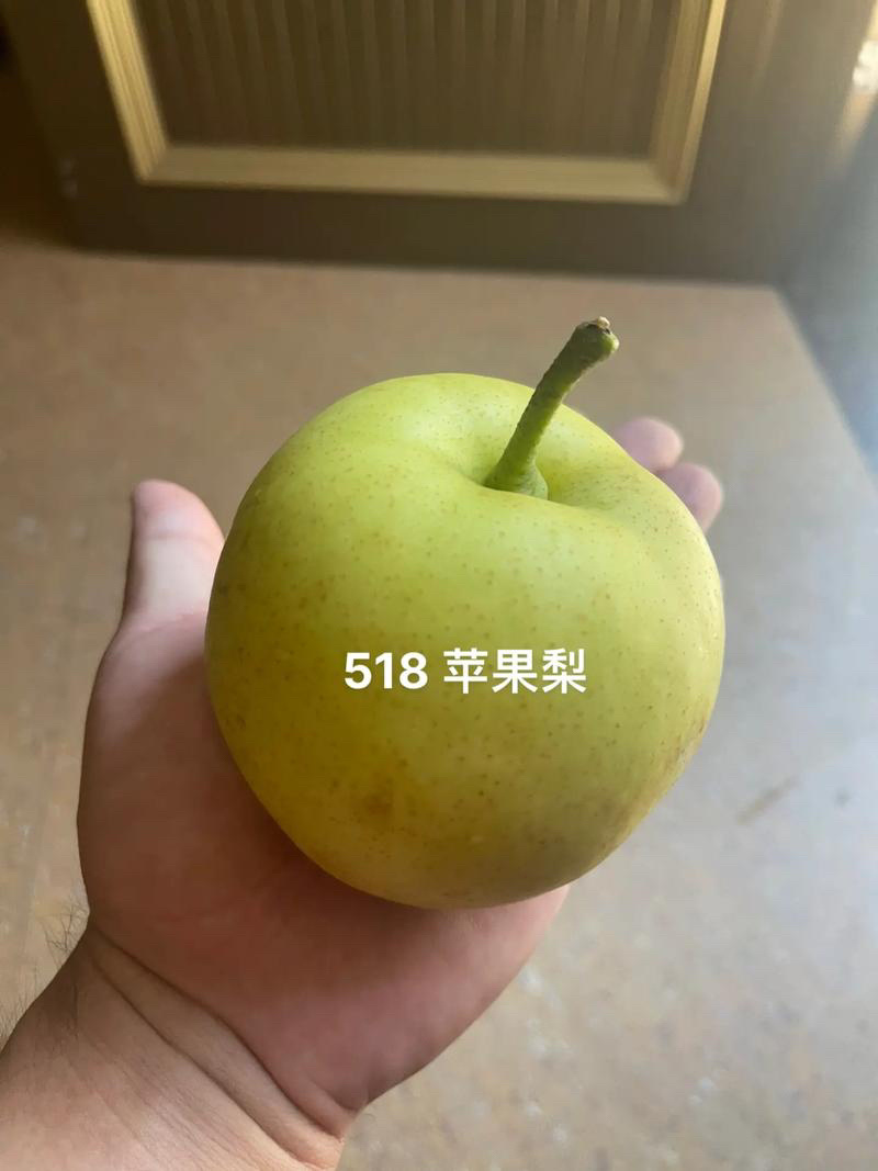 慈溪市周巷镇518苹果梨**上市中-六两以上精品质量