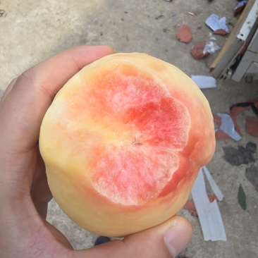 东桃九号白凤水蜜桃量大价优自有基地对接市场商超