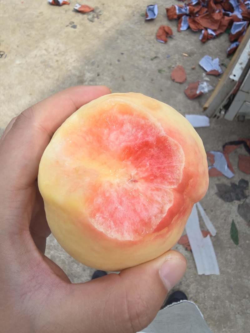 东桃九号白凤水蜜桃量大价优自有基地对接市场商超