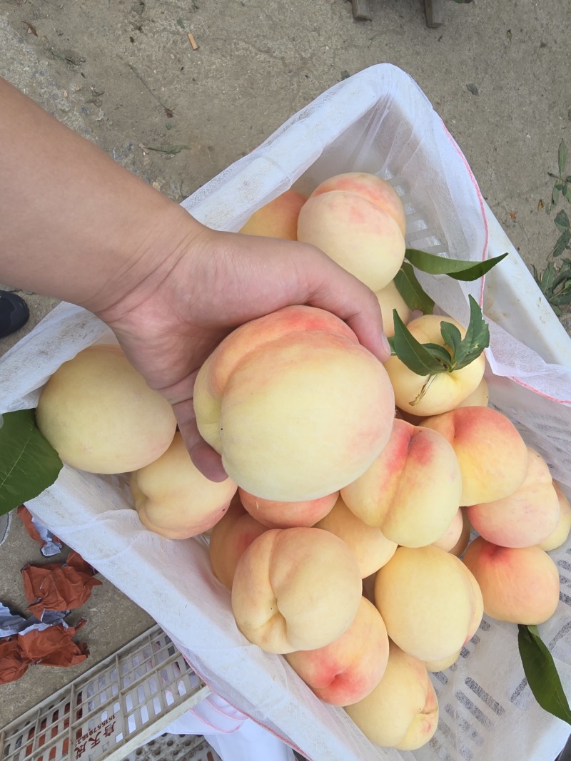东桃九号白凤水蜜桃量大价优自有基地对接市场商超