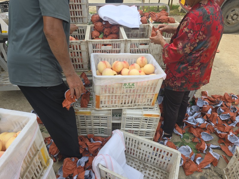 东桃九号白凤水蜜桃量大价优自有基地对接市场商超