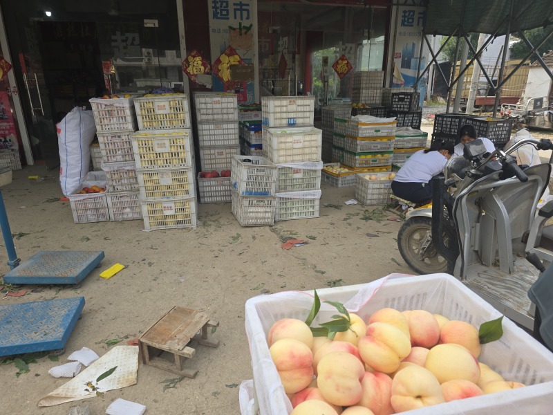 东桃九号白凤水蜜桃量大价优自有基地对接市场商超