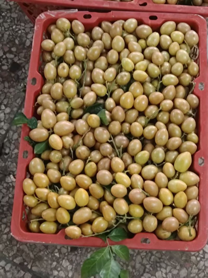 大量广西无籽黄皮果工厂统果，电商果，奶茶黄皮果，一件代发