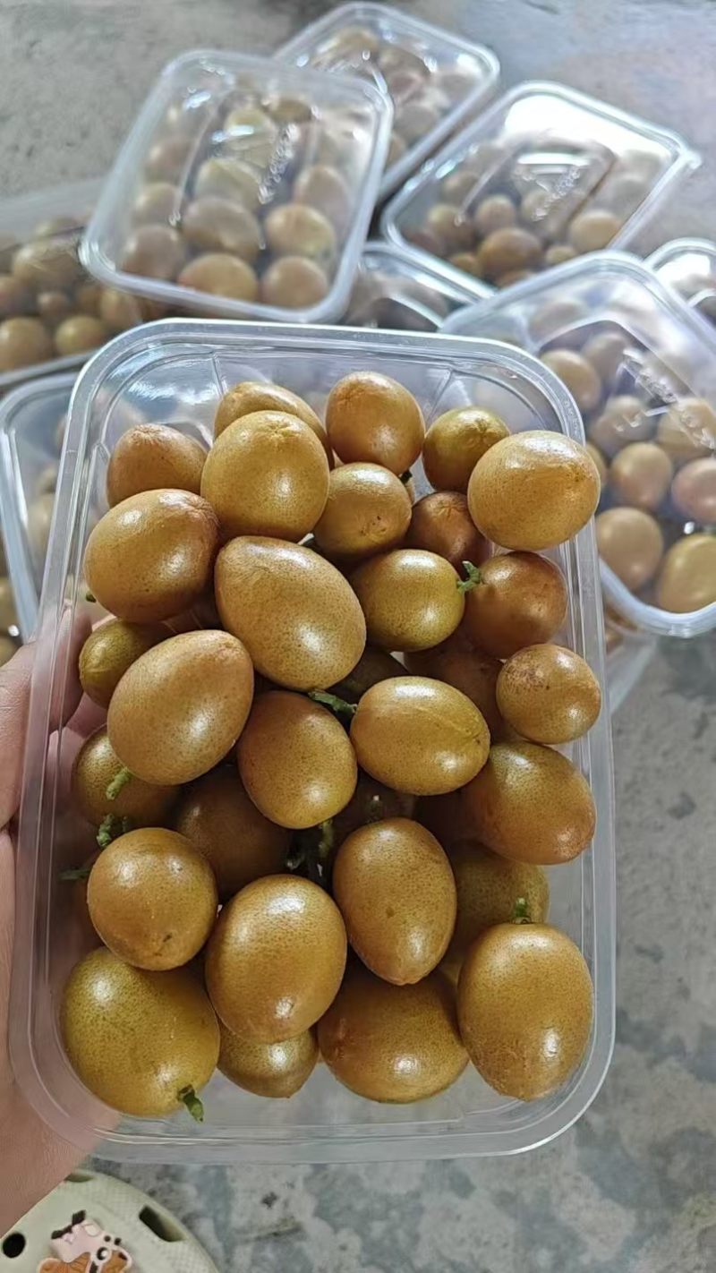 大量广西无籽黄皮果工厂统果，电商果，奶茶黄皮果，一件代发