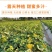 甘肃民勤蜜瓜电商代发批发
