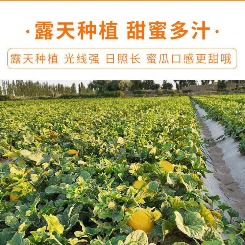 甘肃民勤蜜瓜电商代发批发