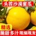 甘肃民勤蜜瓜电商代发批发