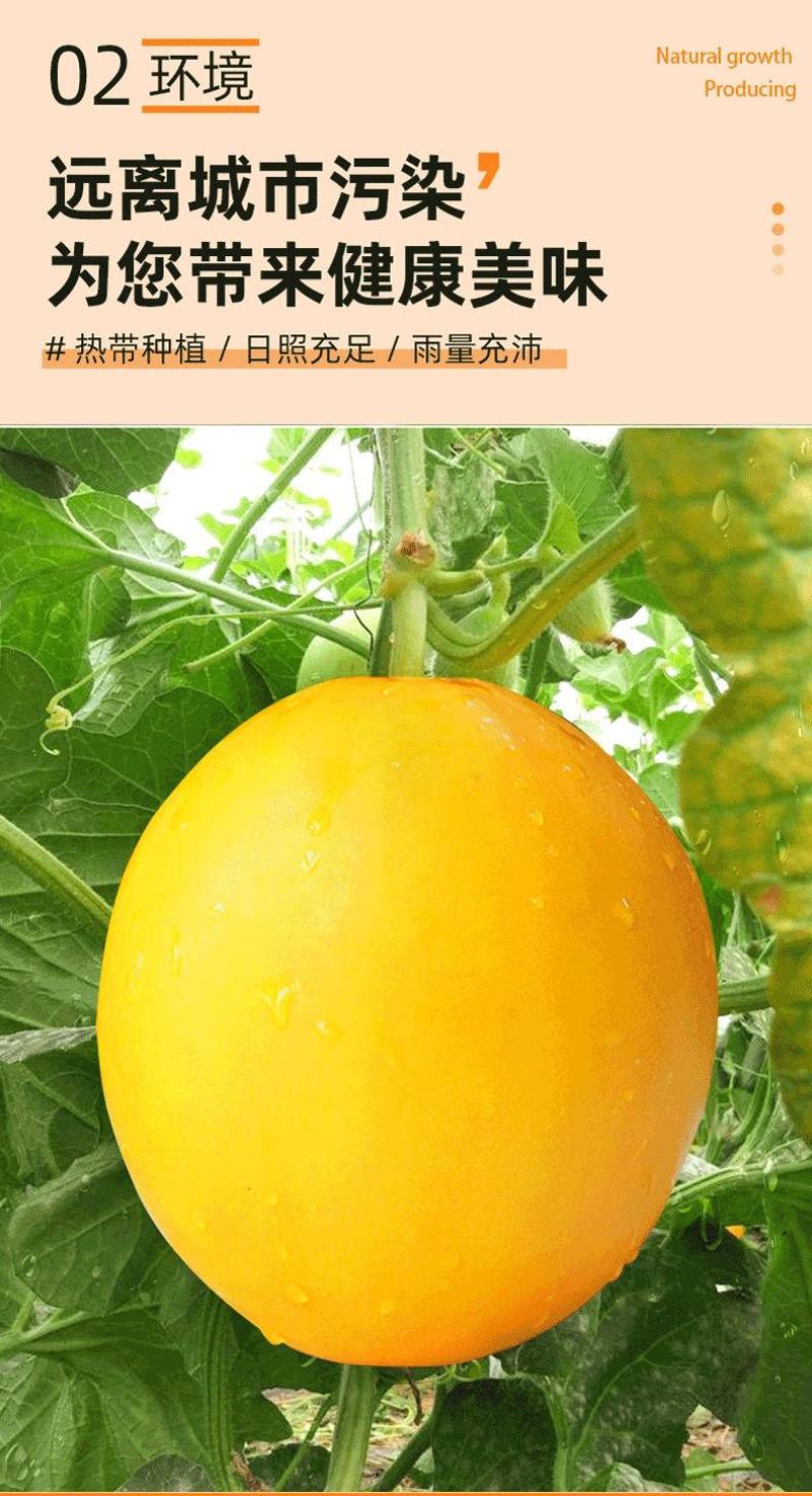 甘肃民勤蜜瓜电商代发批发