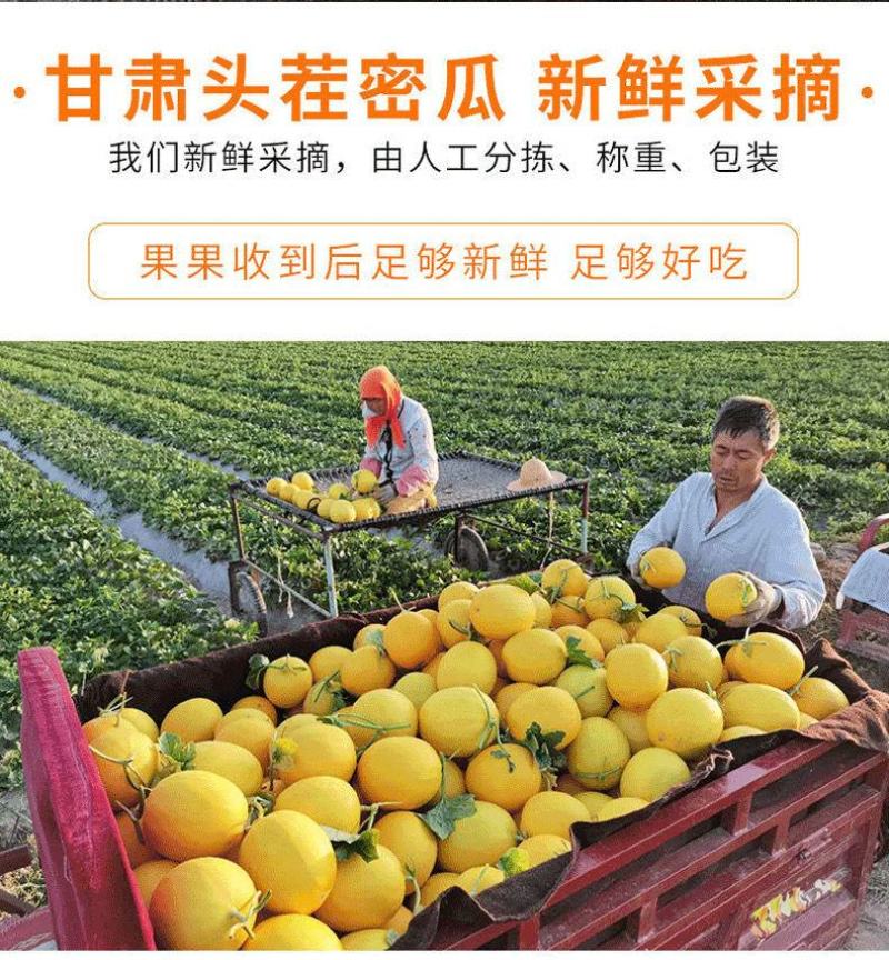 甘肃民勤蜜瓜电商代发批发