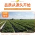 甘肃民勤蜜瓜电商代发批发