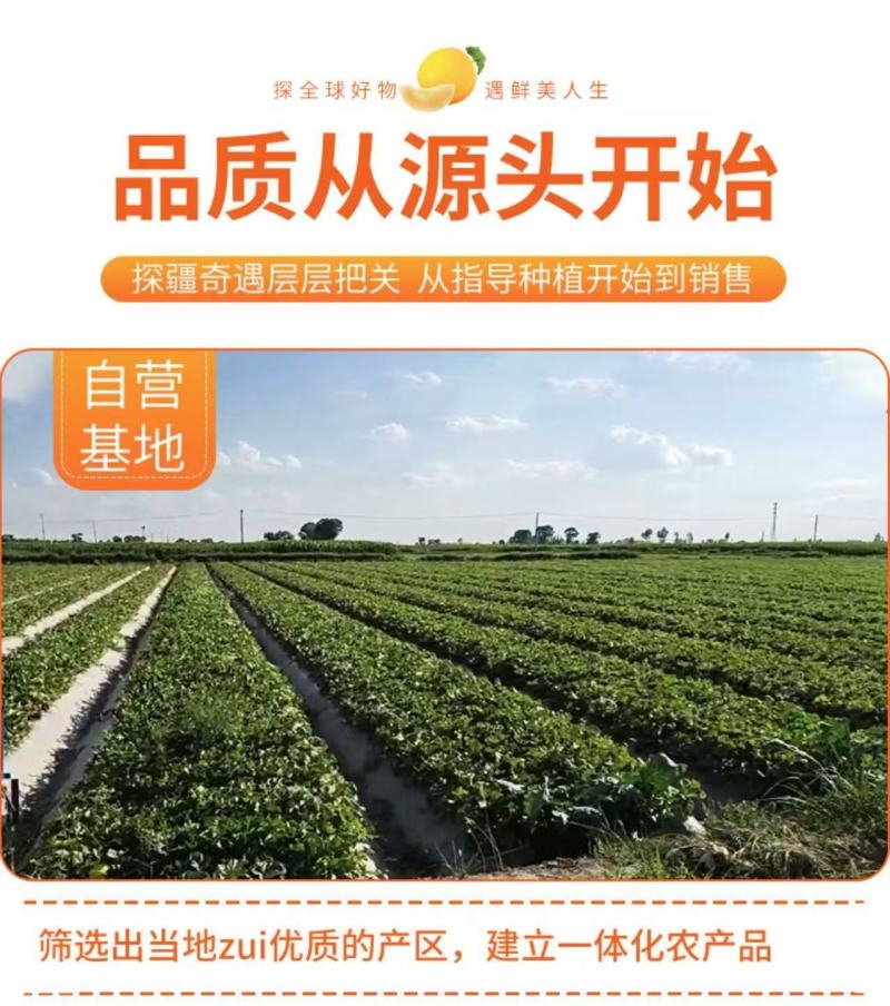 甘肃民勤蜜瓜电商代发批发
