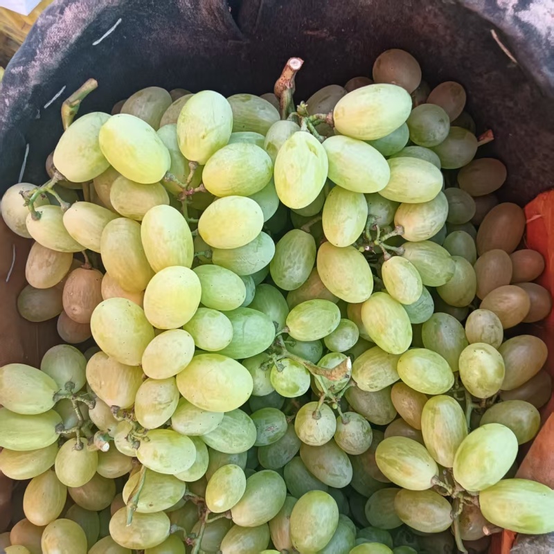 【推荐】陕西葡萄青提葡萄产地直发对接超市批发商欢迎电话
