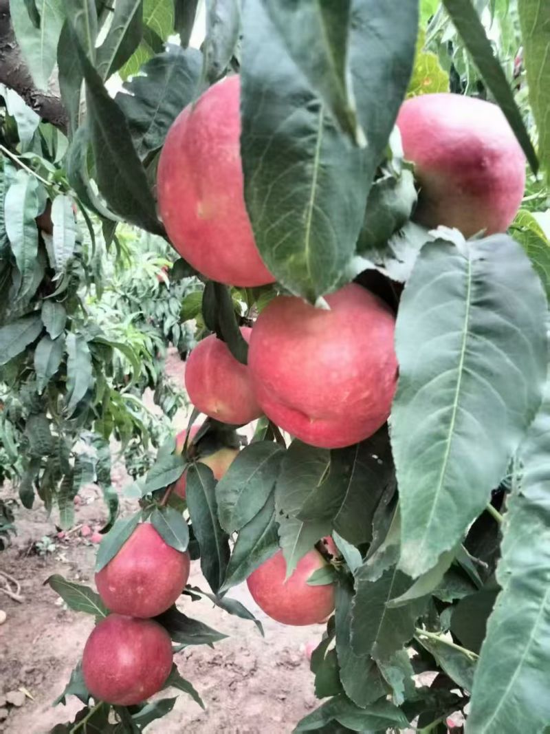 陕西油桃中油油桃货源充足现货现发可视频看货
