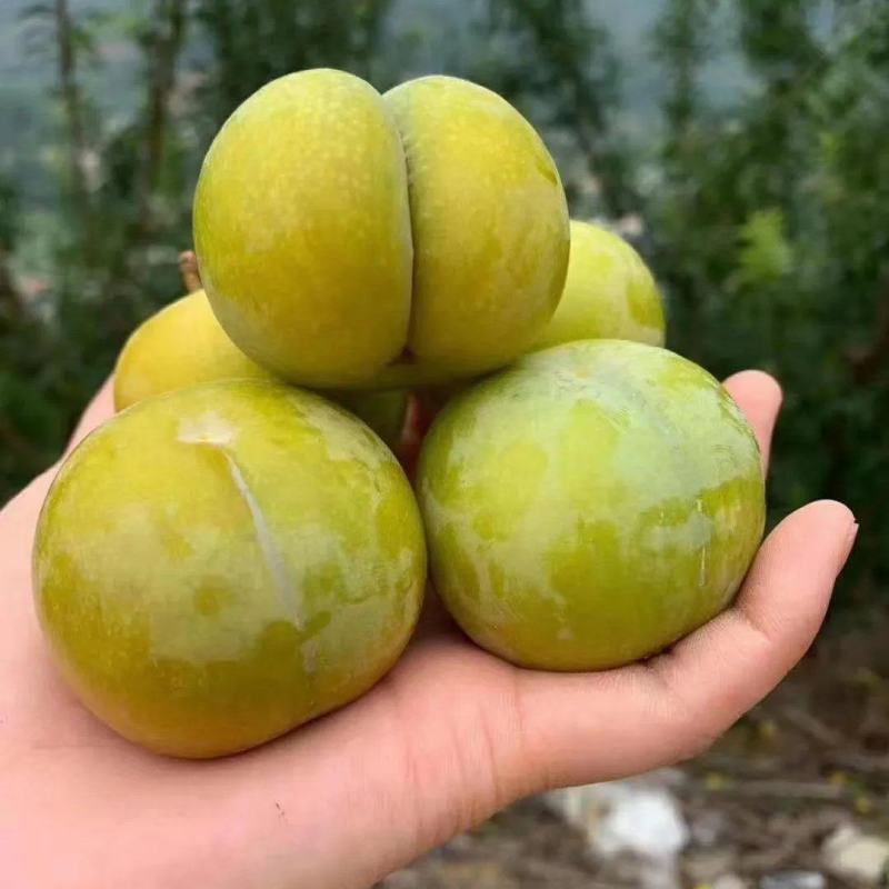 果农种植，没有中间商。