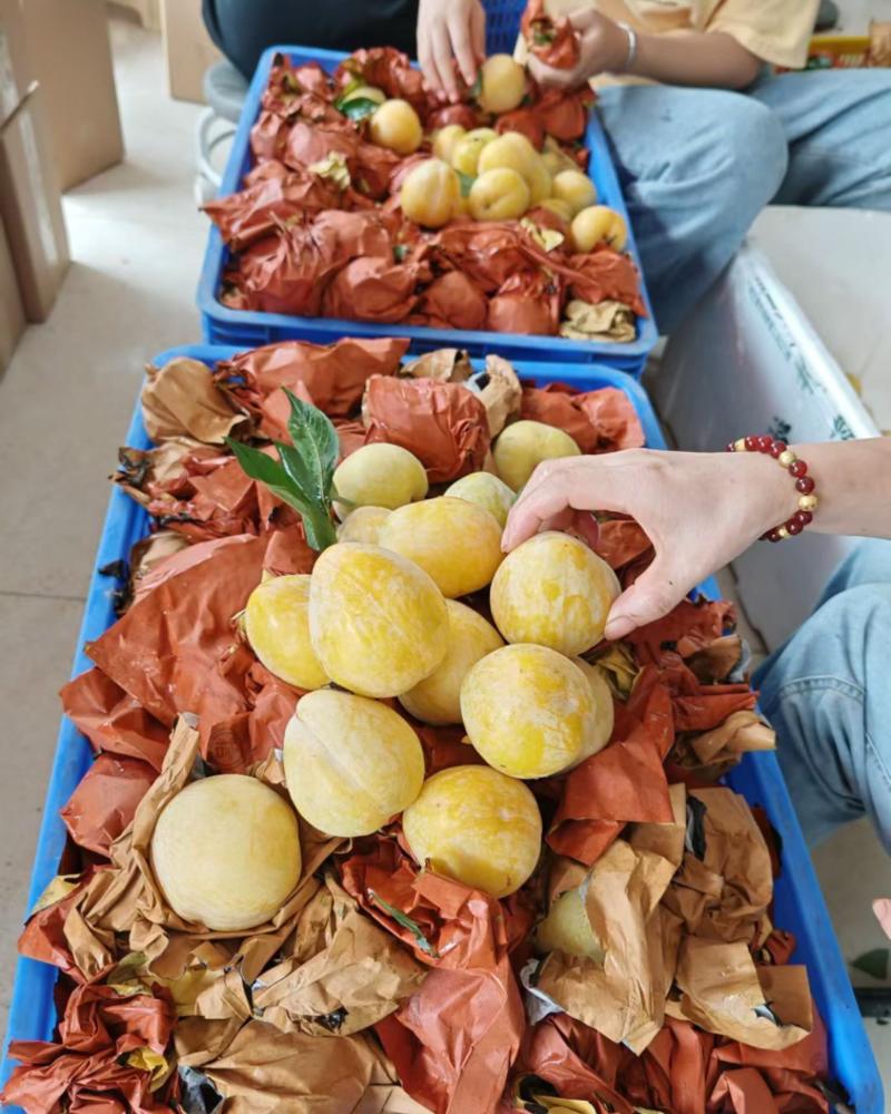 九峰山“一村一品”黄金奈李