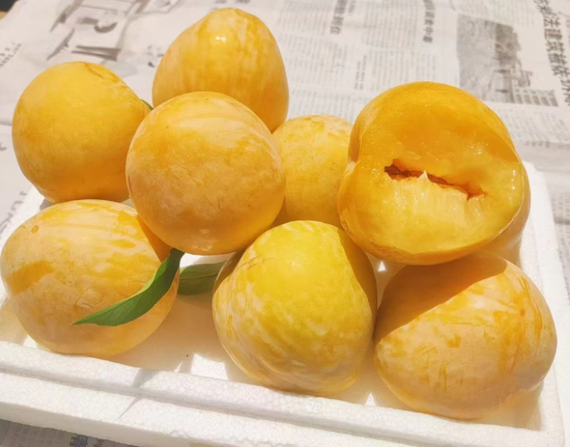 九峰山“一村一品”黄金奈李