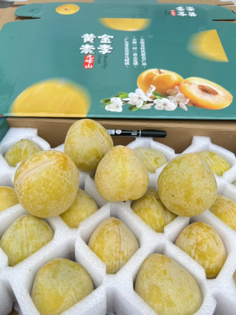 九峰山“一村一品”黄金奈李