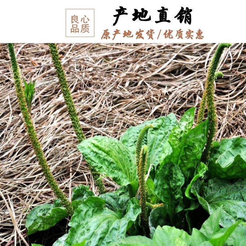 新货车前草野生整颗车前草全草车轱辘菜新鲜干货泡茶煮水中草