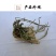 新货车前草野生整颗车前草全草车轱辘菜新鲜干货泡茶煮水中草